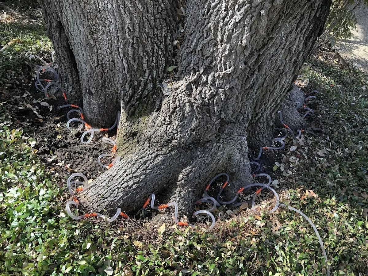 Detailed Tree Cabling and Bracing job site in Herscher
