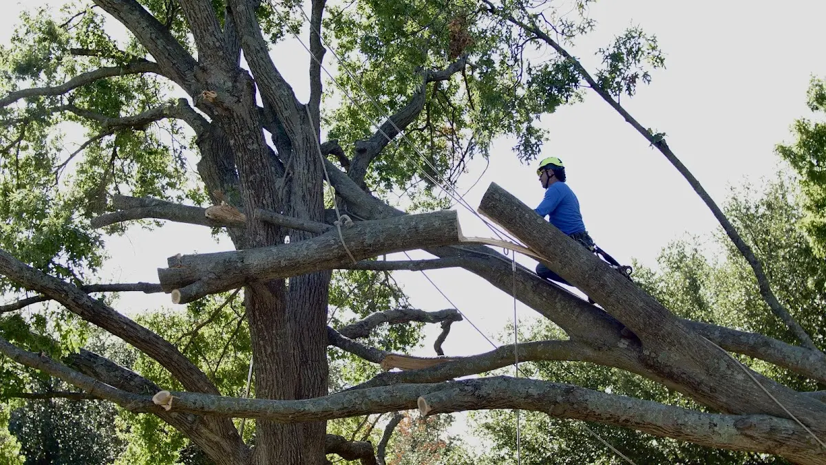 Professional Crown Thinning performed by certified arborists in Herscher