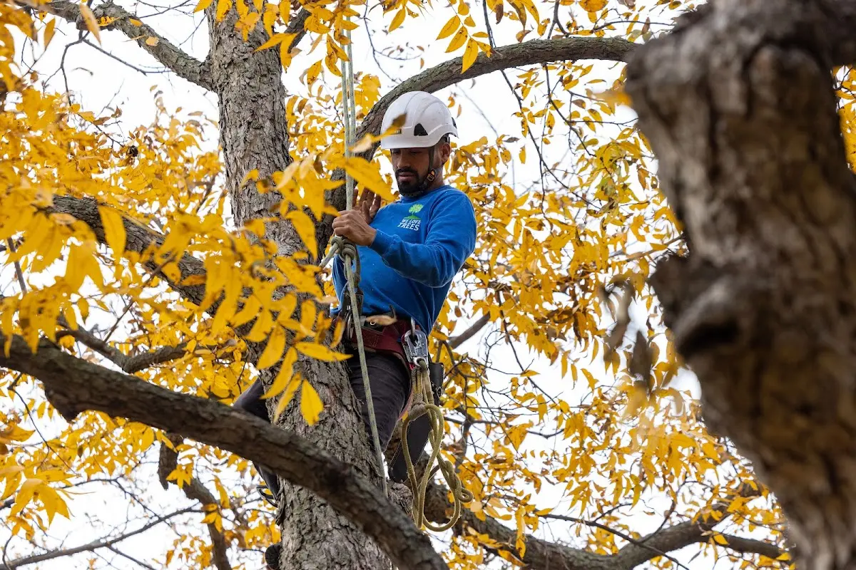 Skilled Tree Transplanting crew working in Herscher
